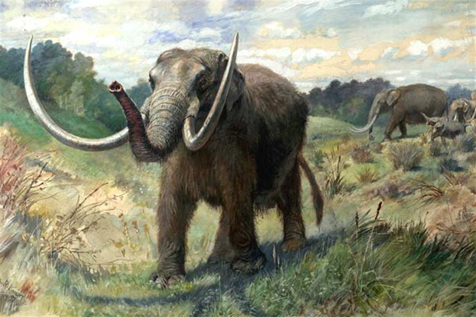 Prehistoric mastodon tooth